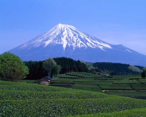 Mount Fuji Seen from Green Tea Field in April