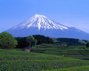 Mount Fuji Seen from Green Tea Field in April