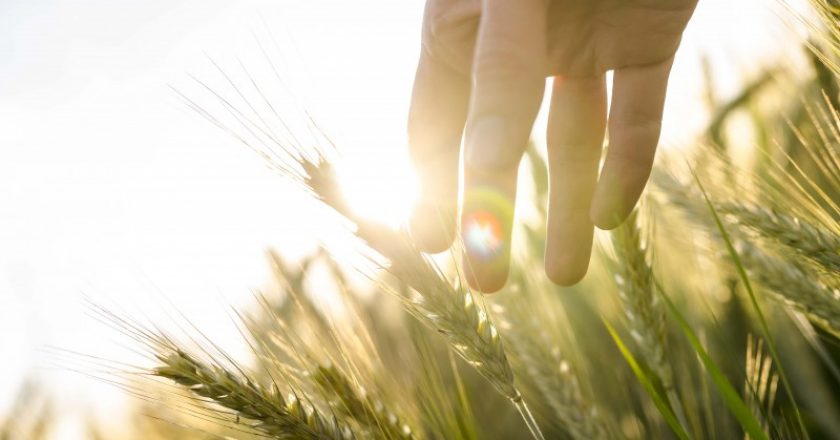 Dubai, Dubai Fund, Farming tech