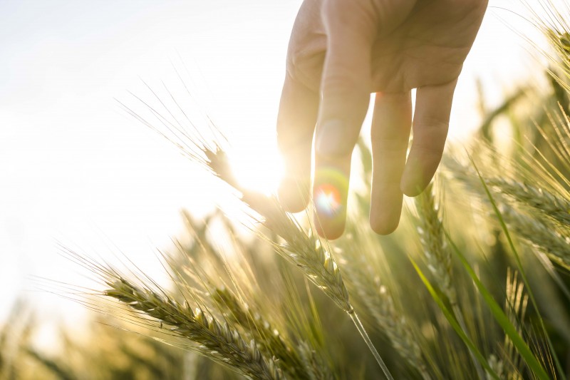 Dubai, Dubai Fund, Farming tech