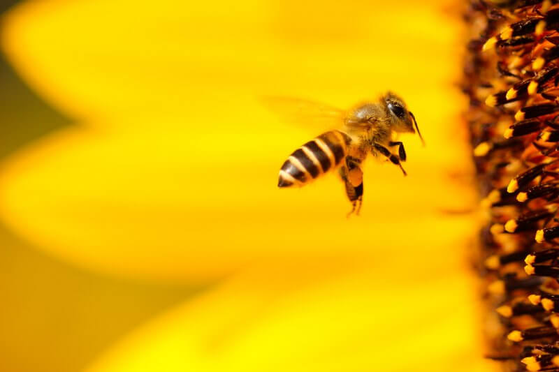 bees oracle cloud technology